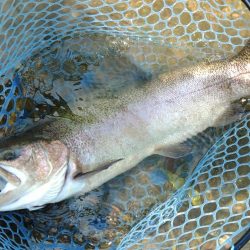 大物連発！ ～高島の泉～